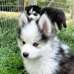 Pomsky Puppies from Perfect Companion Pomskies