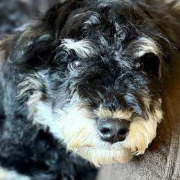 Cockapoos, Goldendoodles, and Golden Mountain Doodles from Burrow & Bone