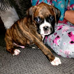 Boy 3 - Boxer puppy in Spring Hill, Florida from Prestige Boxers R US