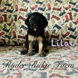 Lilac - Black and tan Cavapoo puppy in White Sulphur Springs, West Virginia from Ryder Ridge Farm