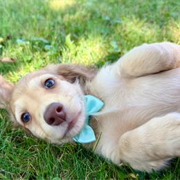 Scrabble - Cream male Dachshund puppy in Michigan from Hidden Haven Dachshunds