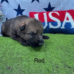 German Shepherd Puppies from LORI Zanin