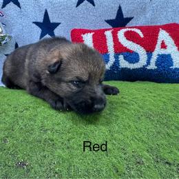 German Shepherd Puppies from LORI Zanin