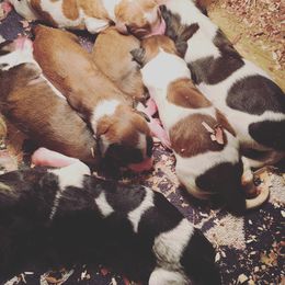 Bernedoodle Puppies from Bernedoodles of the Ozarks