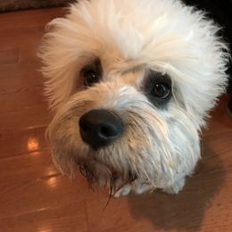 Dandie Dinmont Terrier Puppies from Bonnyrigg