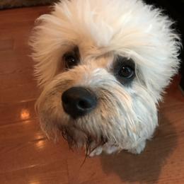 Dandie Dinmont Terrier Puppies from Bonnyrigg