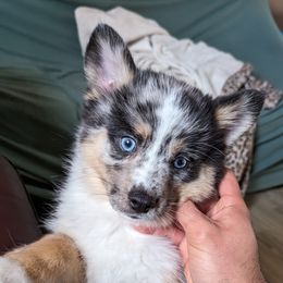 Pomsky Puppies from Wolfpack Pomskies