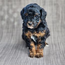 Sixlet - Phantom male Poodle puppy in Hoagland, Indiana from Kandyland Kennels