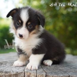 Linen (Tri Male) - Black and tan male American Corgi puppy in Straughn, Alabama from Magnolia Creek Corgis