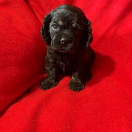 Summer Boy - Black and tan male Cocker Spaniel puppy in Wittmann, Arizona from Amore’s Cockers