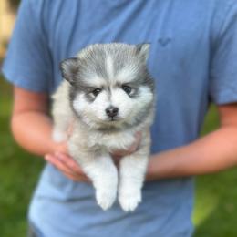 Lightning - Gray and white male Pomsky puppy in Grass Valley, California from Karalot Pomskies