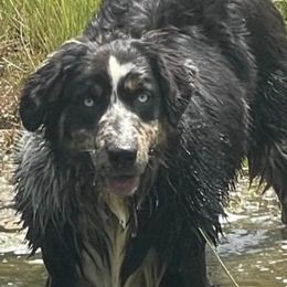 WHISKEY - Australian Shepherd