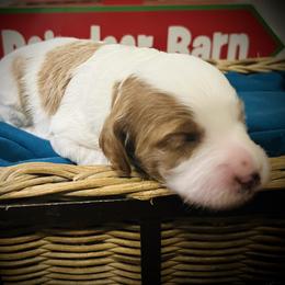Snowflake - Parti female Goldendoodle puppy in Bradenton, Florida from Christianna’s Mini Goldendoodles