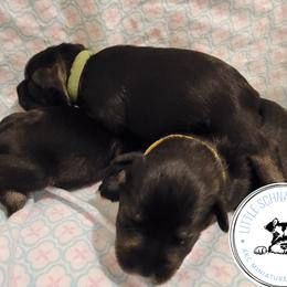 Miniature Schnauzer Puppies from Little Schnauzer Paws