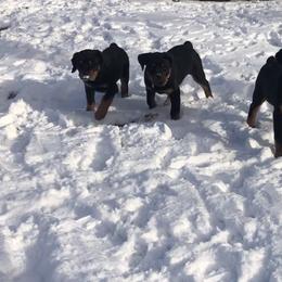 Rottweiler Puppies from Vom Arnold-Hause Rottweilers
