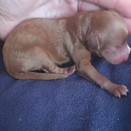 Girl 1 - Red  female Poodle puppy in Sandpoint, Idaho from Teddy Bear Toy Poodles