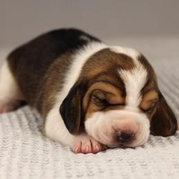 Lola - Black brown and white female Basset Hound puppy in Idaho from Welcome Home Bassets