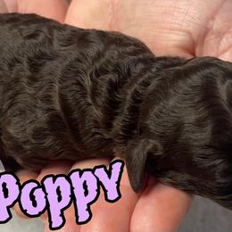 Poppy - Brown female Cockapoo puppy in Anniston, Alabama from Mason Farmhouse Poodles, Doodles & Poos (Breeding & Stud Services)