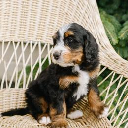 Bones - Tri-color male Bernedoodle puppy in Spanish Fork, Utah from K Brand Doodles