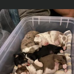 Miniature Australian Shepherd Puppies from Matpip Pups