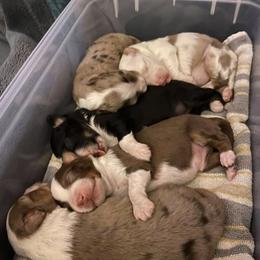 Miniature Australian Shepherd Puppies from Matpip Pups