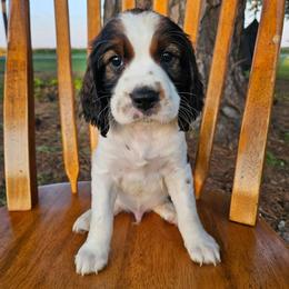 Hawk - Black white and tan male English Springer Spaniel puppy in Columbia, North Carolina from Columbia Spaniels