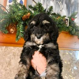 Comet - Tri-color male Bernedoodle puppy in Lookout, California from Remington Kennels, LLC