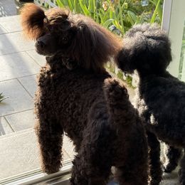Poodle Puppies from Black Pearl Poodle