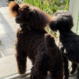 Poodle Puppies from Black Pearl Poodle