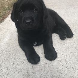 Labrador Retriever Puppies from Linro Labradors
