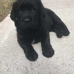 Labrador Retriever Puppies from Linro Labradors