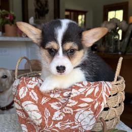 Pembroke Welsh Corgi puppies from Cottage Hill Corgis