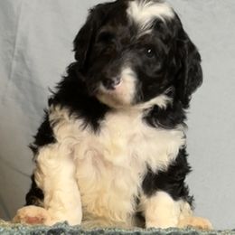 Dahlia - Black and white female Sheepadoodle puppy in Chesapeake, Virginia from Doodle-Cove