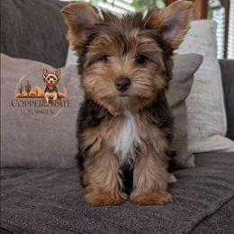 Bryce - Chocolate and tan male Yorkshire Terrier puppy in Goodyear, Arizona from Copper State Yorkies