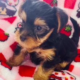 Valentina - Black and tan female Yorkshire Terrier puppy in Aurora, Illinois from YorkieLux