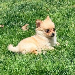 Fuji Pomchi (tiny) - Blue fawn male Chihuahua puppy in Seneca, Missouri from Stephanie’s Puppy Colony