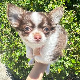 Leo - Chocolate and white male Chihuahua puppy in El Sobrante, California from Dolce Coco Chihuahuas