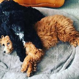 Poodle Puppies from Seattle Sankofa Kennel Club