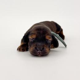 Cedar - Red male Dachshund puppy in Waddell, Arizona from Neu Doxies