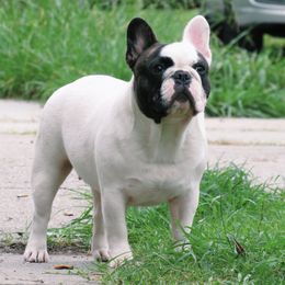 French Bulldogs from KreweOfBulls