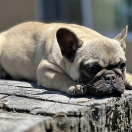 French Bulldog Puppies from Tribe of Judah Kennel