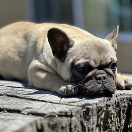 French Bulldog Puppies from Tribe of Judah Kennel