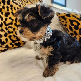Etsy - Black and tan female Yorkshire Terrier puppy in Sachse, Texas from Ella's Designer Yorkies
