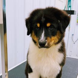 Digger - Black tri-color male Australian Shepherd puppy in Paris, Kentucky from Silverstone Kennel