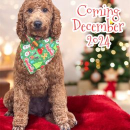 Cimmy - Goldendoodle