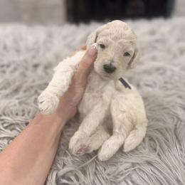 Magnolia - White female Poodle puppy in Poplarville, Mississippi from Southern Belle Poodles