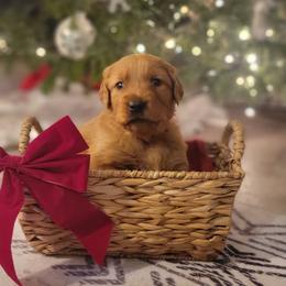Golden Retriever Puppies from Cedar Life Goldens