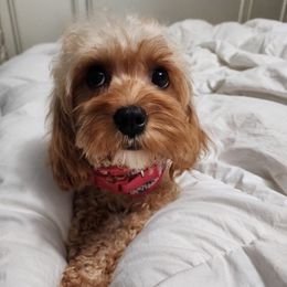 Assorted Doodle Crosses, Cavapoos, Labradoodles, Maltese, and Poodles from Fluffy Fawn