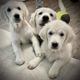 Golden Retriever Puppies from Golden Retrievers by Tiffany Ruthy