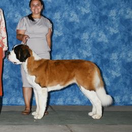 Bliss - Saint Bernard